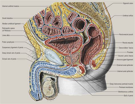 Anatomy Of The Lower Urinary Tract Surgery Oxford