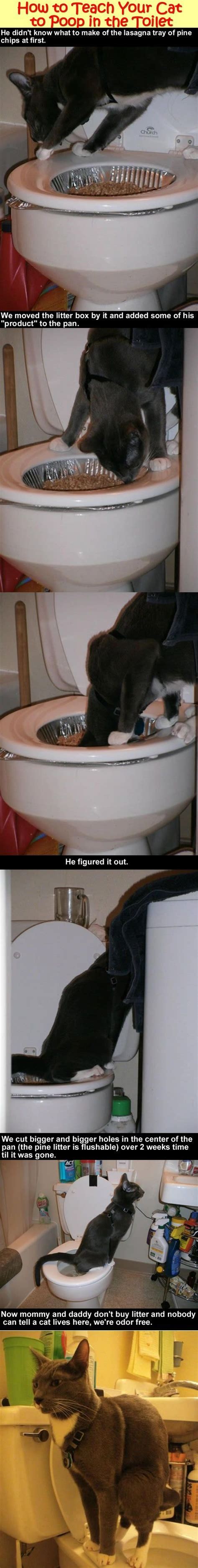 How To Toilet Train Your Cat Jeanne Foguths Blog