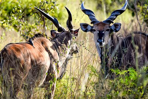 Senegal Safari Accommodaiton Fathala Wildlife Reserve