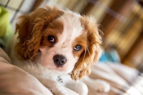Top 20 des races de chien de petite taille faciles à vivre Chien