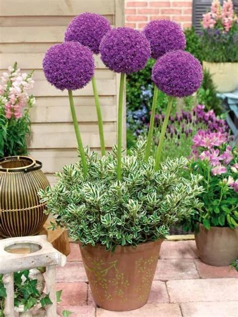 How To Cultivate Allium The Ball Like Flower Great Ideas For Your