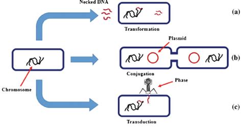 Primary Mechanism Of Horizontal Gene Transfer In Bacteria A