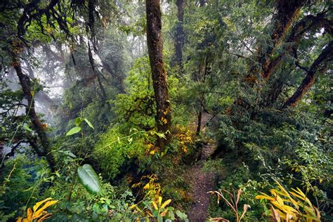 World Rainforest Day: How to make your home and garden feel more like a 
