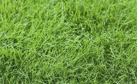 Grass Types For Lawns In Baltimore Md Lawnstarter