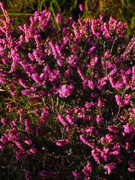 Hd Wallpaper Heather Flowers Colorful Pink Violet Heide Calluna