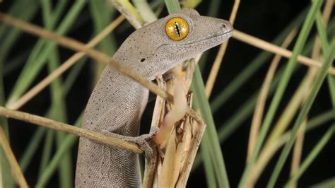 Hundreds Of Australian Lizard Species Are Barely Known To Science Many