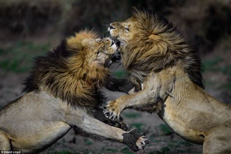 Nature At Its Most Beautiful Stunning Safari Pictures Capture The