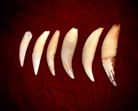 Real Lion Tooth Pendants By Naturepunk On Deviantart