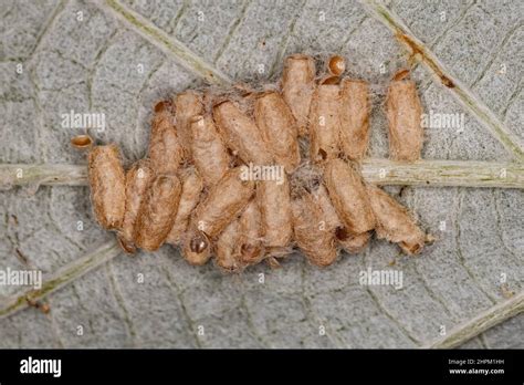 La pupa eclosionó de una avispa parasitoide en la parte posterior de