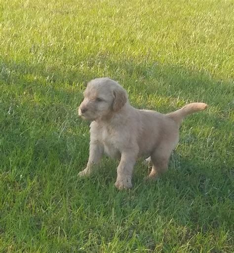 We pride ourselves on the way we raise our puppies. Labradoodle Puppies For Sale | Conroe, TX #270834