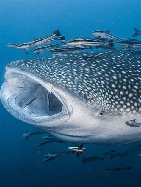 The 10 Biggest Fish In The World Az Animals