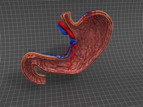 Stomach 3d Models For Download Turbosquid