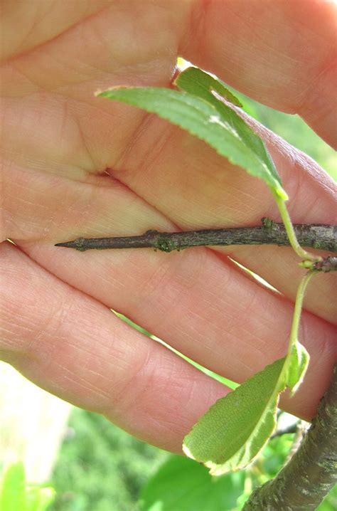 Thorns Tree Guide Uk Tree Identification By Thorns