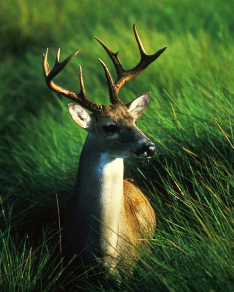 If White Tailed Deer Stray Into California Can We Shoot California