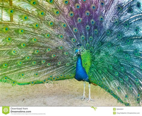Colorful Peacock Stock Image Image Of Attractive Beauty