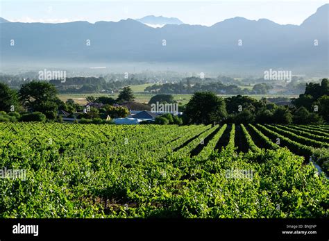Vineyard Paarl Western Cape South Hi Res Stock Photography And Images