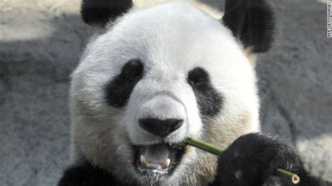 Panda May Have Faked Pregnancy For More Buns Bamboo Sex Love And Romance
