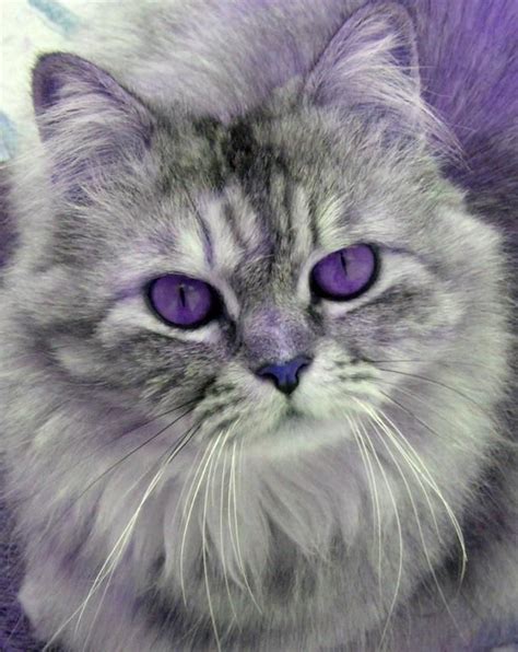 Purple Cat Purple Eyes Photo By Photographer Ruba Anabtawi Photo