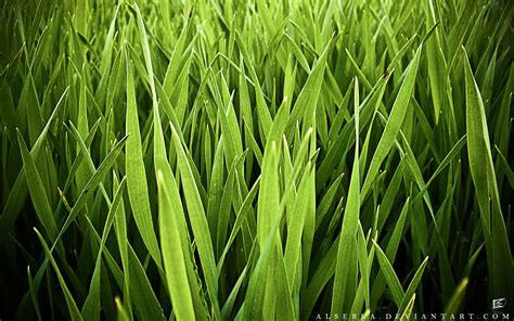 Free Download Grasswallpaper 1280x800 For Your Desktop Mobile And Tablet Explore 47 Grass