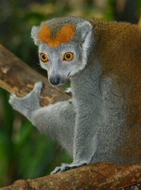 Pin On Madagascar Lemurs