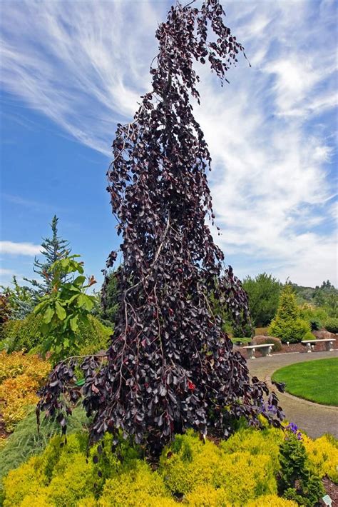 Purple Fountain Beech Ornamental Trees Fairy Garden