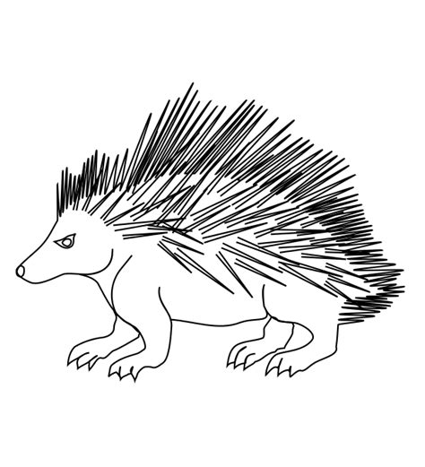 Porcupine Line Drawing At Getdrawings Free Download