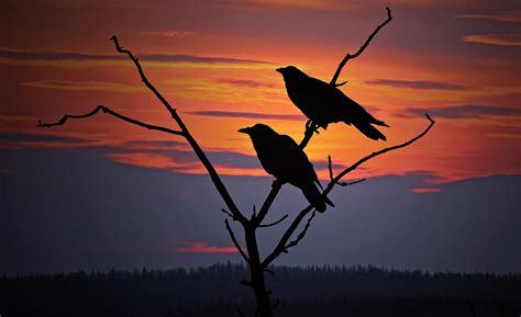 2 Ravens Photograph By Ron Day Fine Art America