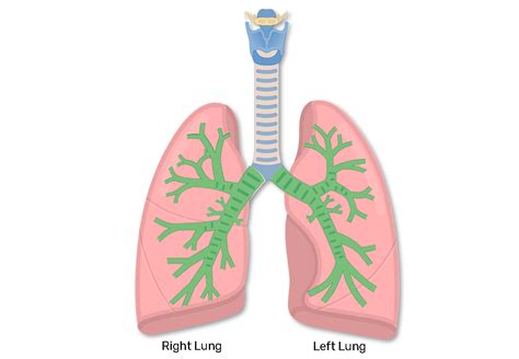 Bronchial Tubes Structure Functions And Location Bronchus Anatomy