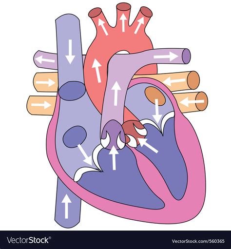 Human Heart Royalty Free Vector Image Vectorstock