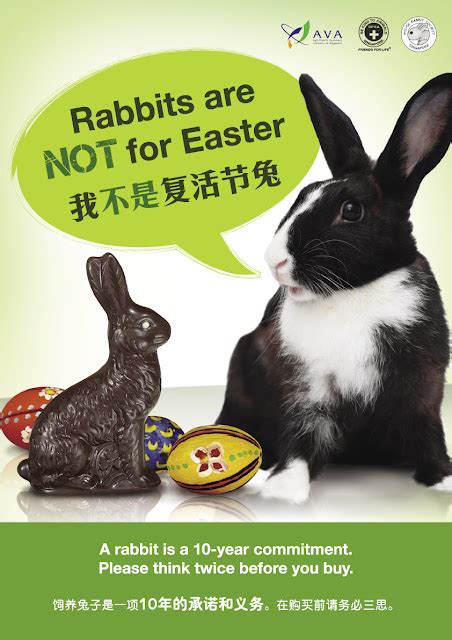 Rabbit Ramblings Monday Memeday Rabbits At Risk For Easter Part 2