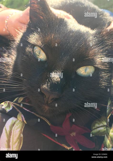 Black Cat Stock Photo Alamy