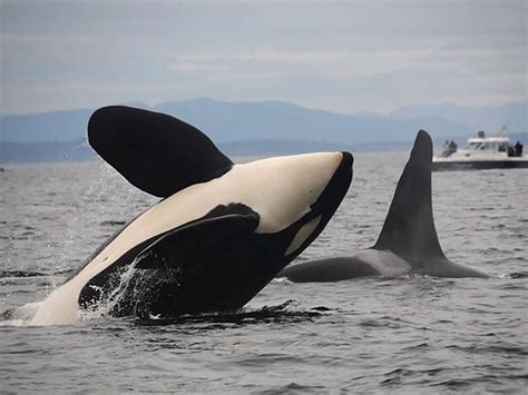 Another Adult Southern Resident Killer Whale Calf Found In Poor Health