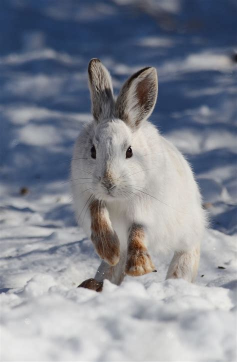 Image Result For Snowshoe Hare Snowshoe Hare Arctic Animals Mammals