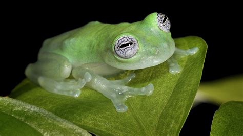 Leaf White Animals Frogs Central America Spotted Amphibians
