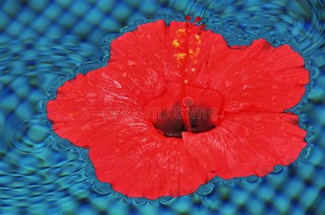Hibiscus Floating Ocean Stock Photos Free And Royalty Free Stock Photos