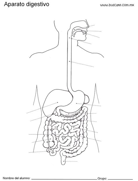 Diagram Of The Stomach With Labels On Each Side And An Outline Of The