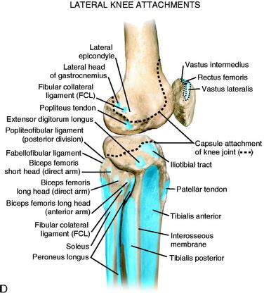 Lateral Knee Anatomy Bone