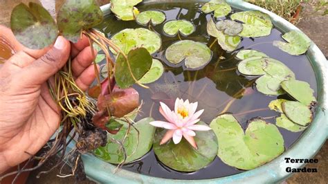 How To Grow Water Lily At Home घर पर उगाये Water Lily का पौधा Fast