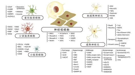 Cns细胞标记物 Genetex中国官方网站