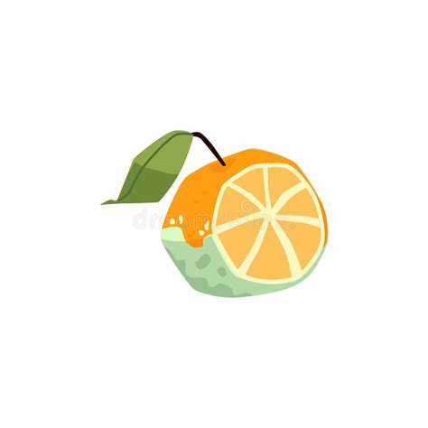 Moldy Rotten Orange Fruit Isolated Stock Illustrations 130 Moldy