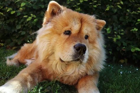Chow Chow Dog Breed Facts And Personality Traits