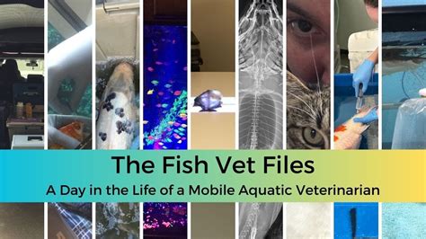 Fish Vet Files Day In The Life Of A Mobile Aquatic Veterinarian Youtube