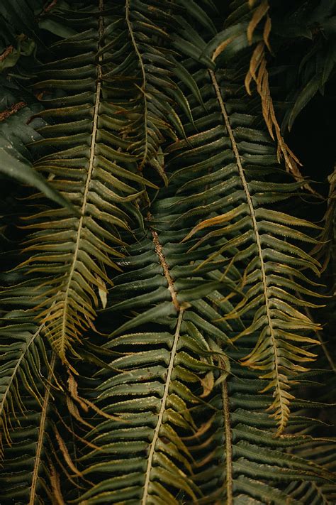 Fern Leaves Plant Green Tropical Hd Phone Wallpaper Peakpx