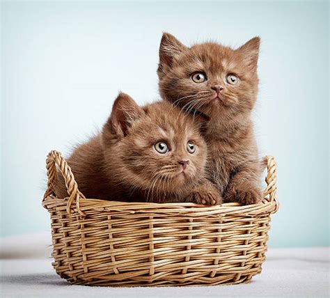 Basket Of Kittens Stock Photos Pictures And Royalty Free Images Istock