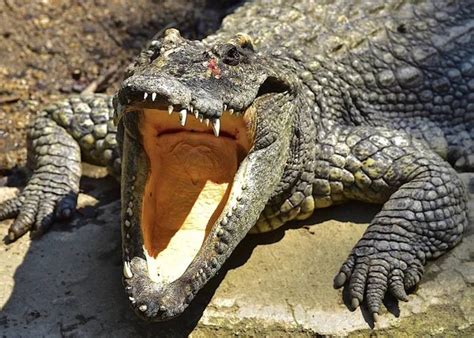 Create Meme Crocodile Crocodile With Open Mouth Crocodile Alligator