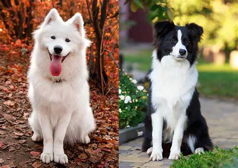 All About The Samoyed Border Collie Mix Samollie With Pictures