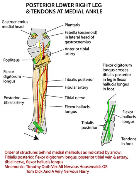 Tendon, tissue that attaches a muscle to other body parts, usually bones. Instant Anatomy - Lower Limb - Areas/Organs - Foot - Long ...