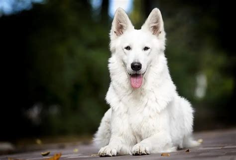 White Alsatian Dog Breed White German Shepherd Why Are They So