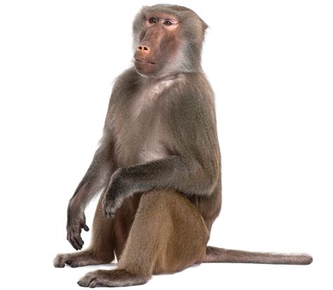 Portable Network Graphics Monkey Baboons Mandrill Primate Monkey Png