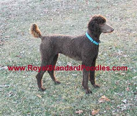 Our Large Standard Poodles Royal